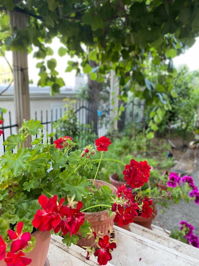 Apartments Mandarina Garden Petrovac Exterior photo